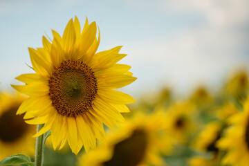Sunflower field under bright sunlight
