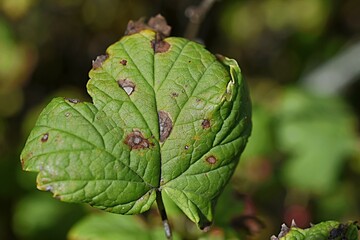 diseased currant leaf close-up. Gardening. Garden pest control