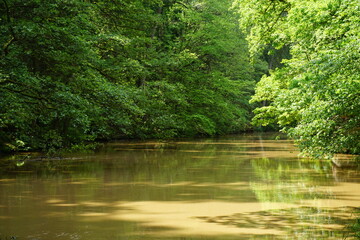 a large river in the forest