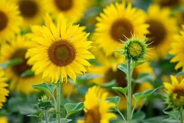 Young closed sunflower head on field background