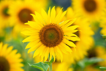 Obraz premium Yellow sunflower head on sunflower field