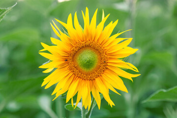 Yellow sunflower head on sunflower field