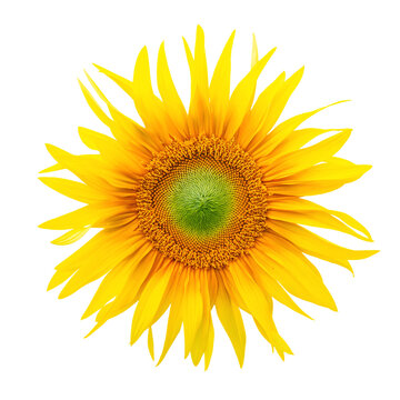 Sunflower flower head isolated over white background