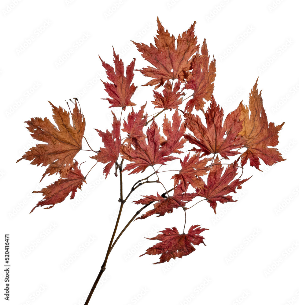 Wall mural dried maple tree orange branch on white