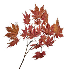 dried maple tree orange branch on white