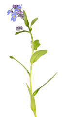 small blue forget-me-not blooms and buds on long stem