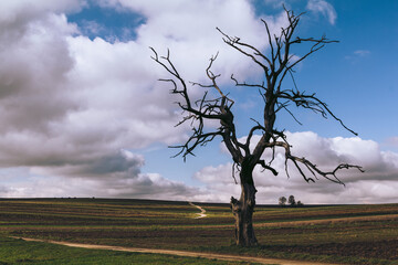 Lonely dead tree, Hangman's Tree in Suloszowa, Poland