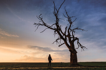 Lonely dead tree, Hangman's Tree in Suloszowa, Poland