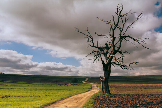 Lonely dead tree, Hangman's Tree in Suloszowa, Poland