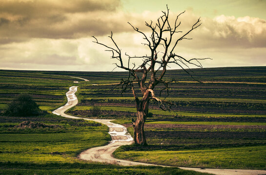 Lonely tree near by winding path in Suloszowa , Poland. Hangman's Tree.