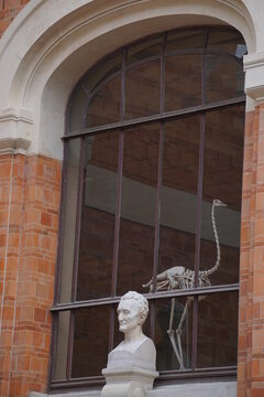 skeleton of an ostrich viewed through the window of an old brick building by a stone head sculpture in downtown paris france