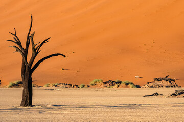 Namibia, the Namib desert, dead acacia in the Dead Valley, with an oryx  in the red dunes
