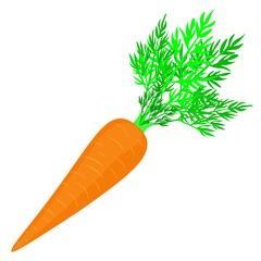 Isolated object, hand drawn, vector. Carrot isolated on white background.