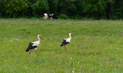 Obraz na płótnie Canvas A stork in a meadow during a drizzle. Symbol of spring in Europe. A stork looking for food in the grass. Rural landscape.