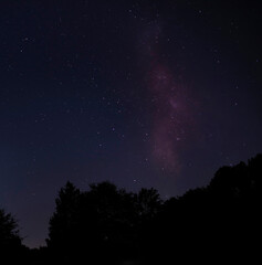 Fototapeta na wymiar Milky Way above the trees