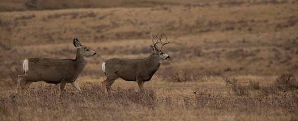 Naklejka premium Mule deer during mating season