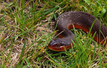 Snake that is curious about the camera