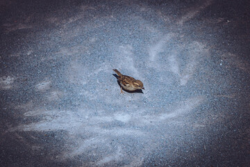 Bird chilling on some gravel 