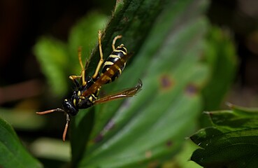 a wasp sits on a diseased strawberry leaf close-up brown brown spots on a green leaf. Gardening. Garden Pest Control