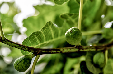 Fig trees in a farm in Alberta