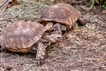 Tortoises in an enclosure in Alberta