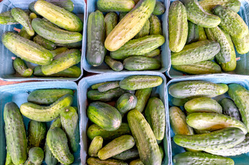 Cucumbers for pickling on display at a farmer's market in rural Alberta