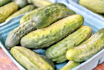 Cucumbers for pickling on display at a farmer's market in rural Alberta