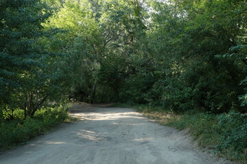 Fototapeta na wymiar Ground road in the forest