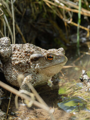 Toad resting in water.