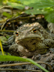 Toad in the pond.