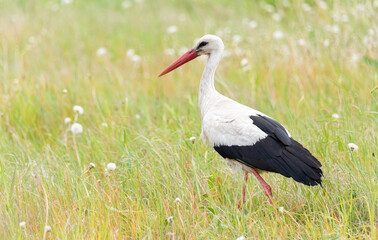 A stork in a meadow during a drizzle. Symbol of spring in Europe. A stork looking for food in the grass. Rural landscape.