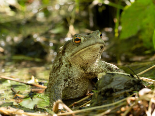Toad on the ground.