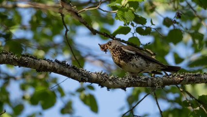 A thrust that have been collecting worms.