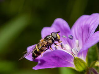 Bee eating from a flower.