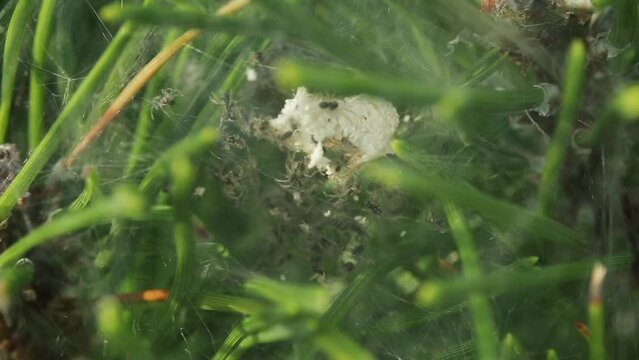 macro plan of wildlife. insects were born. little baby spiders came out of the cocoon and the eggs hatched. they randomly crawl and hang on a web between the needles of a green spruce.