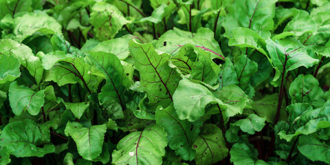 Organic green red young beetroot leaves growing on garden bed. Beet is herbaceous plant widely cultivated as source of food for humans and livestock.