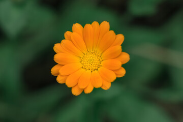 Gerbera is plant of daisy family native to Asia and Africa with large brightly colored flowers