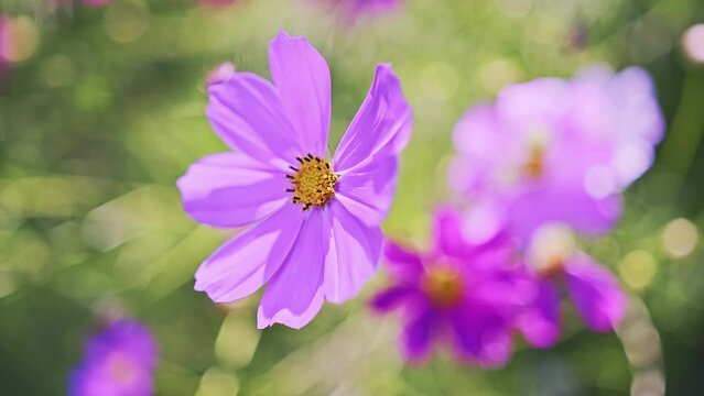 Close Up Of Pink Mexican Aster Or Cosmos Flowers Is Blooming In Nature Or Garden