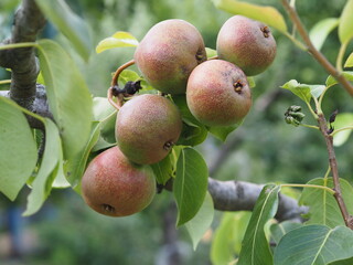 apples on a tree