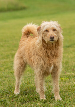 Labradoodle dog standing alert in grass field