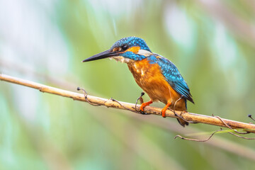 Common European Kingfisher Perched on Reed