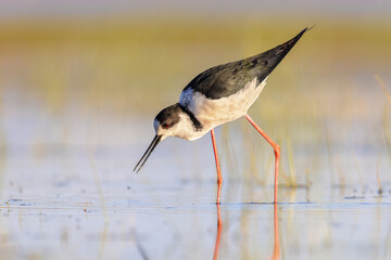 Black Winged Stilt against vivid background