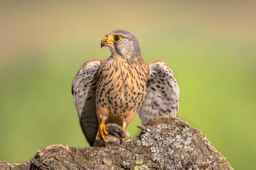 Common Kestrel Perched Eating Mouse