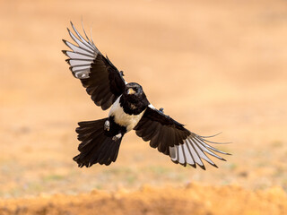 Eurasian Magpie Flying on Bright Background
