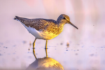 Green Sandpiper Wading against bright background