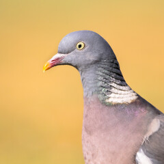 Headshot Portrait of Wood pigeon bright background