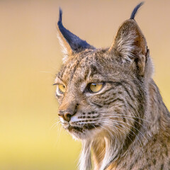 Iberian lynx Portrait on Bright Background