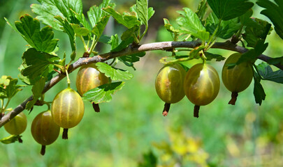 Ripe green gooseberries on a branch of gooseberry bush in the garden.Fresh organic summer berry.Selective focus.