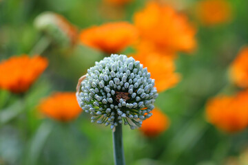 a bug is waiting in the onion blossom