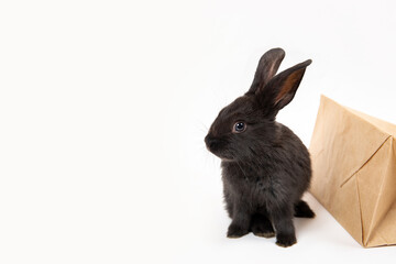 One little black rabbit sit near craft paper package isolated on white studio background. Hare is a symbol of 2023 year by the eastern calendar. Shopping in pet store. Discount concept. Card